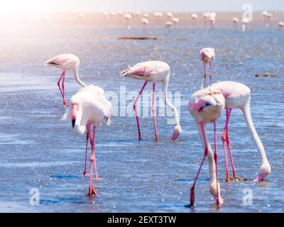 Flamingos essen aus flachem Wasser Stockfoto