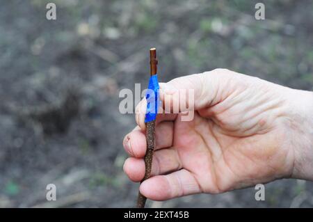 Obstbäume vermehren: Ein Gärtner pfropft einen Obstbaum im heimischen Obstgarten mit einem scharfen Messer und einem Klebeband. Stockfoto