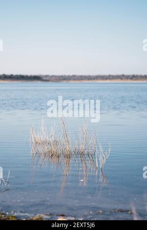 Einige Pflanzen überleben in einem See Stockfoto