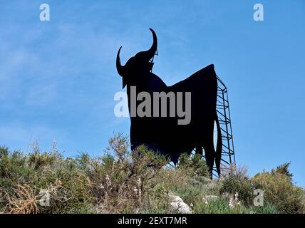 Ein niedriger Winkel des Osborne Bull auf einem Hügel in Almayate, Spanien unter einem klaren blauen Himmel Stockfoto