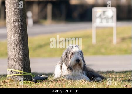 Ein Hund wartet an einen Baum gebunden Stockfoto