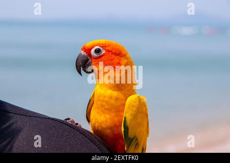 Ein wunderschöner Sonnenpapagei an einem Strand in der Golf von Thailand Stockfoto
