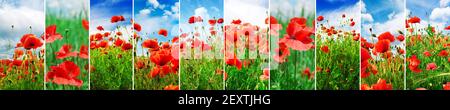 Collage Hell saftige Landschaften Mohn Feld im Frühjahr. Stockfoto