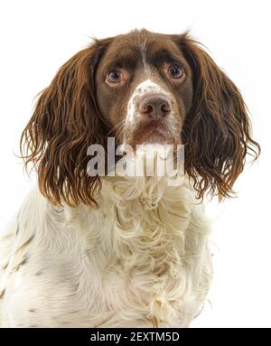 Ein englischer Springer Spaniel, ein arbeitend Schützenhund Rasse, vor einem weißen Hintergrund fotografiert in einem Studio Stockfoto