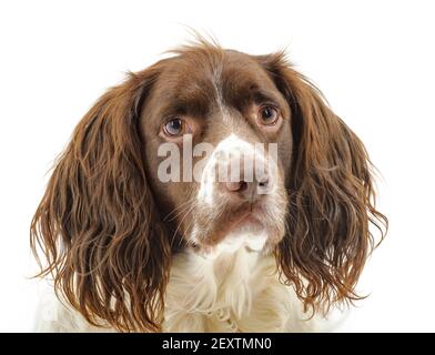 Ein englischer Springer Spaniel, ein arbeitend Schützenhund Rasse, vor einem weißen Hintergrund fotografiert in einem Studio Stockfoto