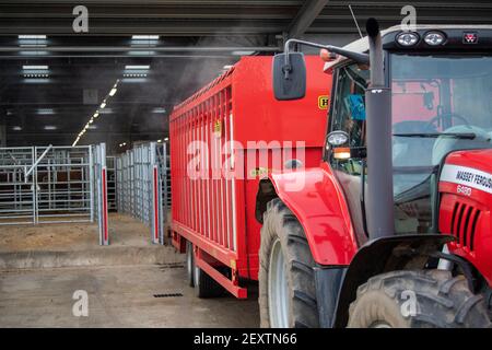 Landwirt entlädt Rinder von Traktor und Anhänger auf einem Viehmarkt, Co. Durham, Großbritannien. Stockfoto