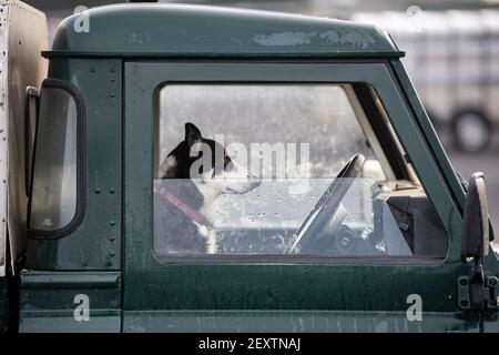 Der Schäferhund saß auf dem Vordersitz eines Land Rover und wartete auf die Rückkehr des Besitzers. Co. Durham, Großbritannien. Stockfoto