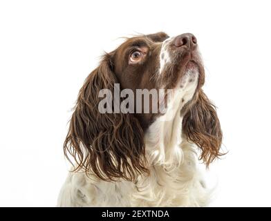 Ein englischer Springer Spaniel, ein arbeitend Schützenhund Rasse, vor einem weißen Hintergrund fotografiert in einem Studio Stockfoto