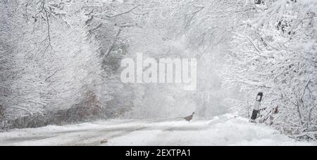 A684 bei Hawes in Wensleydale, North Yorkshire nach einem starken Schneefall. Stockfoto