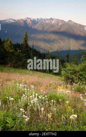 Am Frühen Morgen Licht Wildflower Meadow Olympic Mountains Hurricane Ridge Stockfoto