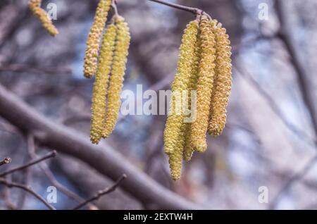 Gelbe Hasel Blüten Knospen auf einem verblassten Hintergrund.Frühling Foto. Stockfoto