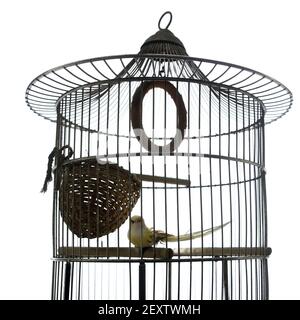 Eine Nahaufnahme eines schönen einheimischen kanarienvogels, der sitzt Im Vogelkäfig auf dem weißen Hintergrund Stockfoto