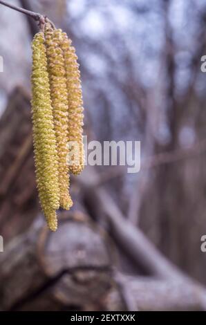 Gelbe Hasel Blüten Knospen auf einem verblassten Hintergrund.Frühling Foto. Stockfoto
