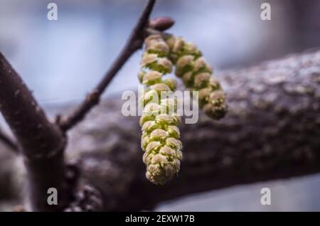 Gelbe Hasel Blüten Knospen auf einem verblassten Hintergrund.Frühling Foto. Stockfoto
