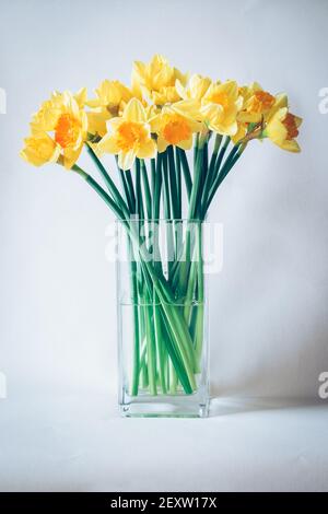 Vase voller blühender gelber Narzissenblüten auf weißem Hintergrund Stockfoto