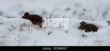 Red Grouse, Lagopus lagopus scotica, Schutz inmitten eines Schneesturms auf Heidegewässern in North Yorkshire, Großbritannien. Stockfoto