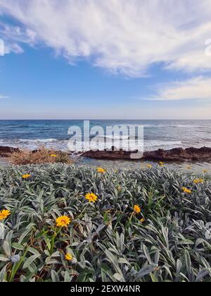 Vertikale Aufnahme von Gänseblümchen am Strand und dem Blau Meer an einem bewölkten Tag Stockfoto
