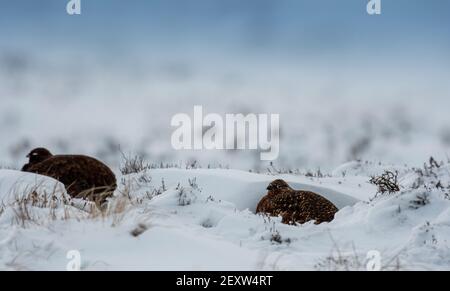 Red Grouse, Lagopus lagopus scotica, Schutz inmitten eines Schneesturms auf Heidegewässern in North Yorkshire, Großbritannien. Stockfoto