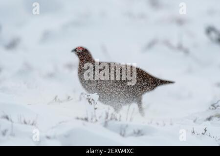 Red Grouse, Lagopus lagopus scotica, Schutz inmitten eines Schneesturms auf Heidegewässern in North Yorkshire, Großbritannien. Stockfoto