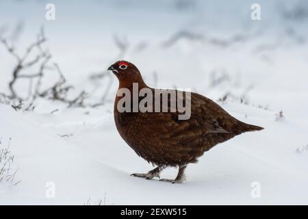 Red Grouse, Lagopus lagopus scotica, Schutz inmitten eines Schneesturms auf Heidegewässern in North Yorkshire, Großbritannien. Stockfoto