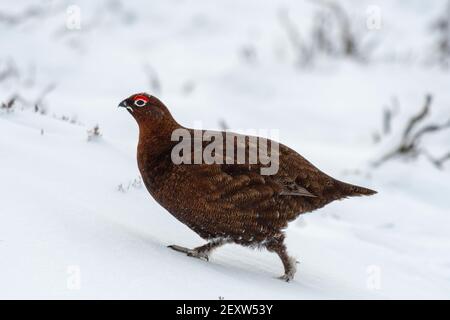 Red Grouse, Lagopus lagopus scotica, Schutz inmitten eines Schneesturms auf Heidegewässern in North Yorkshire, Großbritannien. Stockfoto