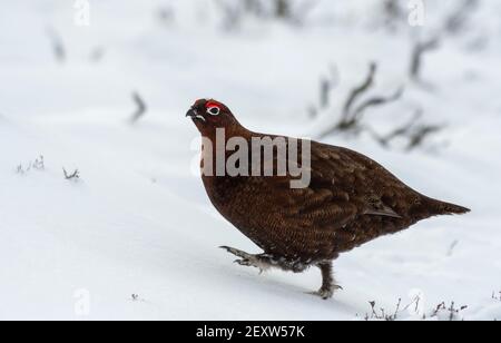 Red Grouse, Lagopus lagopus scotica, Schutz inmitten eines Schneesturms auf Heidegewässern in North Yorkshire, Großbritannien. Stockfoto