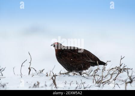 Red Grouse, Lagopus lagopus scotica, Schutz inmitten eines Schneesturms auf Heidegewässern in North Yorkshire, Großbritannien. Stockfoto