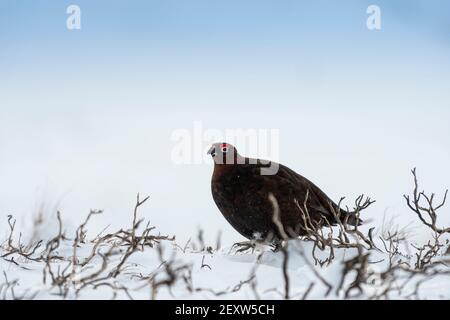 Red Grouse, Lagopus lagopus scotica, Schutz inmitten eines Schneesturms auf Heidegewässern in North Yorkshire, Großbritannien. Stockfoto