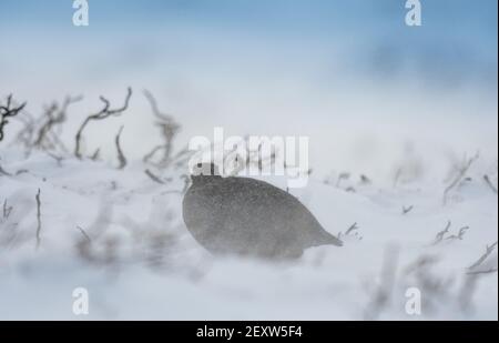 Red Grouse, Lagopus lagopus scotica, Schutz inmitten eines Schneesturms auf Heidegewässern in North Yorkshire, Großbritannien. Stockfoto