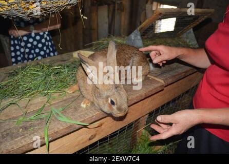 Auf dem Bauernhof: Der Bauer, der Kaninchen für Fleisch anbauen wird, zeigt ein junges graubraunes Kaninchen auf einem hölzernen Kaninchenstall. Stockfoto