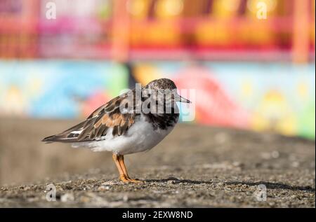 Kleiner Küstenvogel an einer Hafenmauer Stockfoto