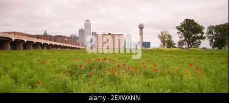 Dallas Texas City Skyline Metro Downtown Trinity River Wildflowers Stockfoto