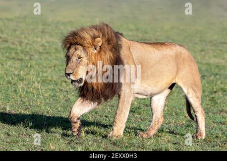Erwachsener männlicher Löwe, pantera leo, der durch das offene Grasland der Masai Mara, Kenia, geht. Seitenansicht. Stockfoto