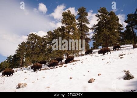 Nordamerikanischer Bison Buffalo Roaming Hillside Fresh Snow Blue Sky Stockfoto