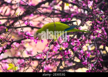 Mönchssittich / Quaker Papagei (Myiopsitta monachus), der Mandelblüten frisst. Stockfoto