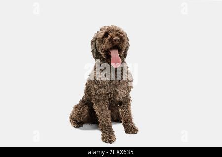 Nette lustige große Lagotto romagnolo Hund posiert isoliert auf weißem Hintergrund. Stockfoto
