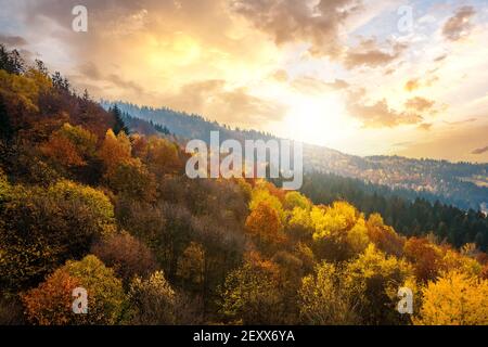 Blick von oben auf dichten Pinienwald mit Vordächern von grünen Fichten und bunt gelb üppigen Vordächer im Herbst Berge bei Sonnenuntergang. Stockfoto