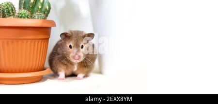 Ein syrischer Hamster sitzt neben einem Kaktus einer Topfpflanze und schaut auf die Kamera. Stockfoto