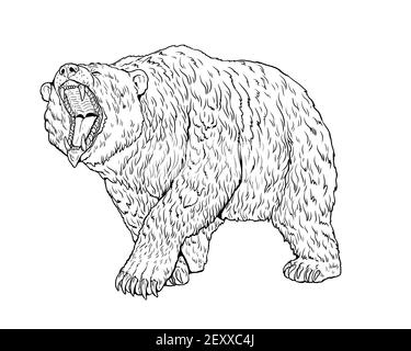 Grizzly Bär, Höhlenbär Illustration. Zeichnung des Bärenangriffs. Stockfoto