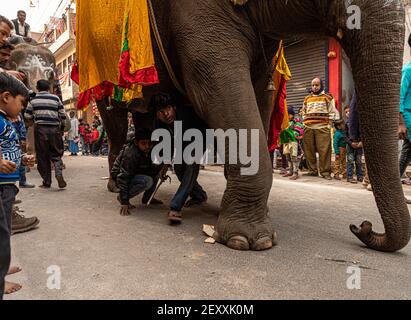 indische Priester sitzen auf Elefanten und reiten während der kumbh mela in Haridawar.kumbh ist die größte Gemeinde auf der Erde. Stockfoto