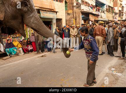 indische Priester sitzen auf Elefanten und reiten während der kumbh mela in Haridawar.kumbh ist die größte Gemeinde auf der Erde. Stockfoto