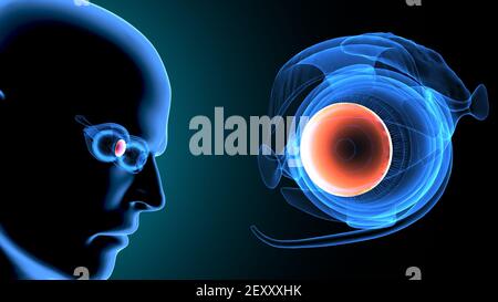 3D Darstellung der menschlichen Körper Augenanatomie. Stockfoto