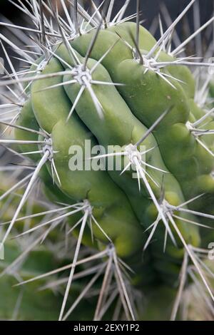 Der Kaktus Cactaceae oder Stetsonia Coryne aus Argentinien am Kaktusgarten im Dorf Guatiza auf der Insel Von Lanzarote auf der Kanarischen Insel Stockfoto