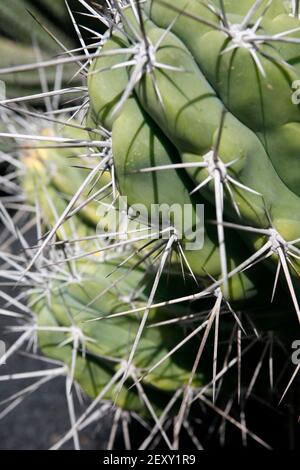 Der Kaktus Cactaceae oder Stetsonia Coryne aus Argentinien am Kaktusgarten im Dorf Guatiza auf der Insel Von Lanzarote auf der Kanarischen Insel Stockfoto