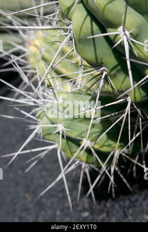 Der Kaktus Cactaceae oder Stetsonia Coryne aus Argentinien am Kaktusgarten im Dorf Guatiza auf der Insel Von Lanzarote auf der Kanarischen Insel Stockfoto