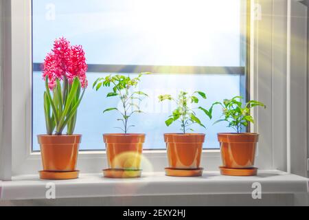 Pinkfarbene Hyazinthen und dekorative Paprika für den Innenbereich auf der Fensterbank In der Wohnung von der Sonne vom Balkon beleuchtet Stockfoto