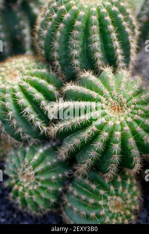 Der Kaktus Cactaceae oder Astrophytum Capricorne aus Mexiko am Kaktusgarten im Dorf Guatiza auf der Insel Von Lanzarote auf der Kanarischen Insel Stockfoto