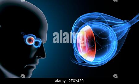 3D Darstellung der männlichen menschlichen Körper Augenanatomie. Stockfoto