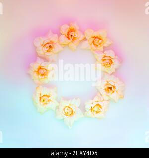 Rahmen mit blassrosa Rosen auf holographischem Hintergrund. Leichtes, romantisches Blütendekoder Stockfoto