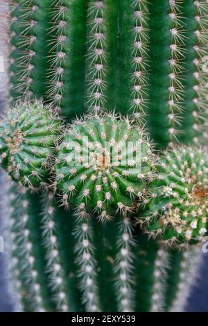 Der Kaktus Cactaceae oder Astrophytum Capricorne aus Mexiko am Kaktusgarten im Dorf Guatiza auf der Insel Von Lanzarote auf der Kanarischen Insel Stockfoto